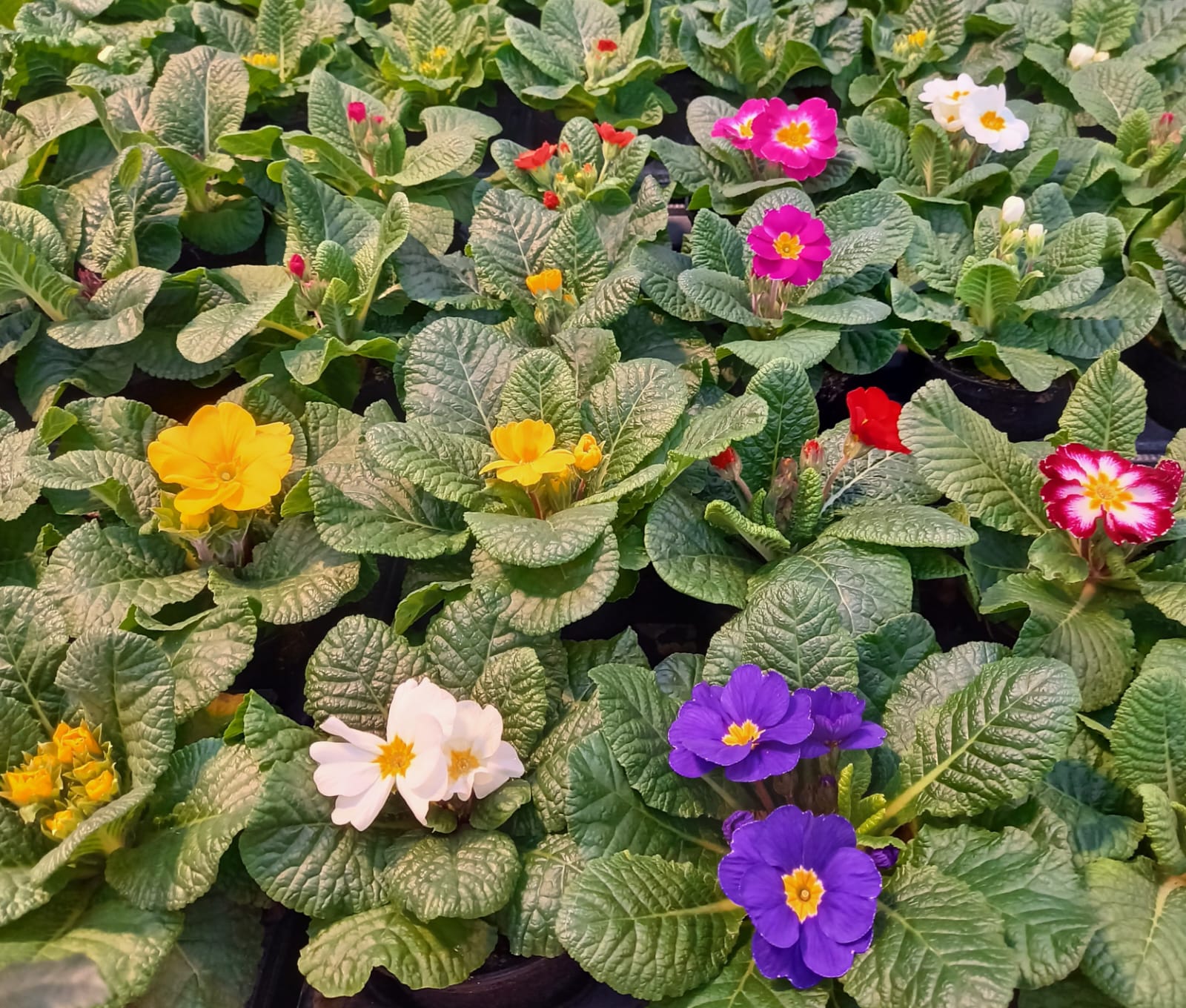 WhatsApp Bild 2025 01 14 um 16.44.22 10bbb609